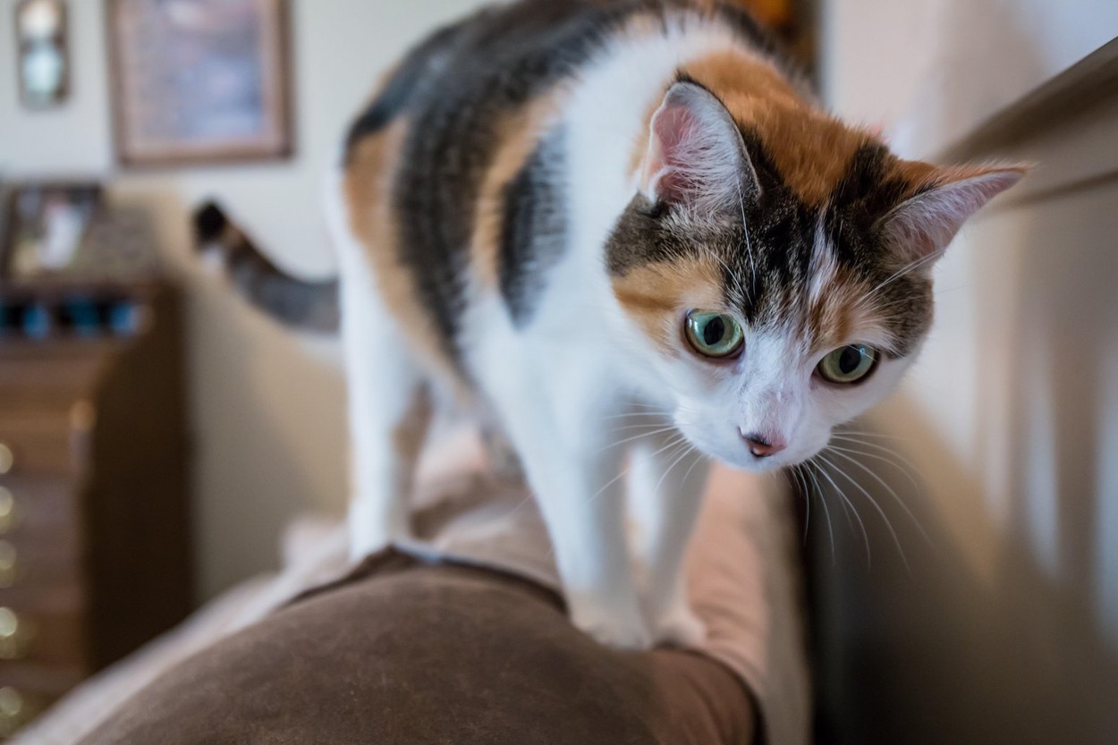 Molly, a calico cat, climbing on the back of a sofa, getting ready to jump down