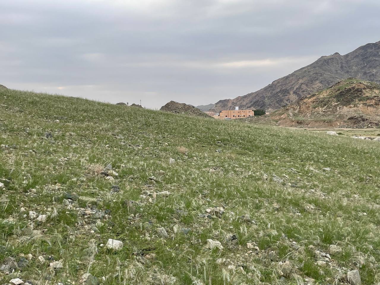 Mekka: Vegetacija "oživjela" nakon obilnih padavina