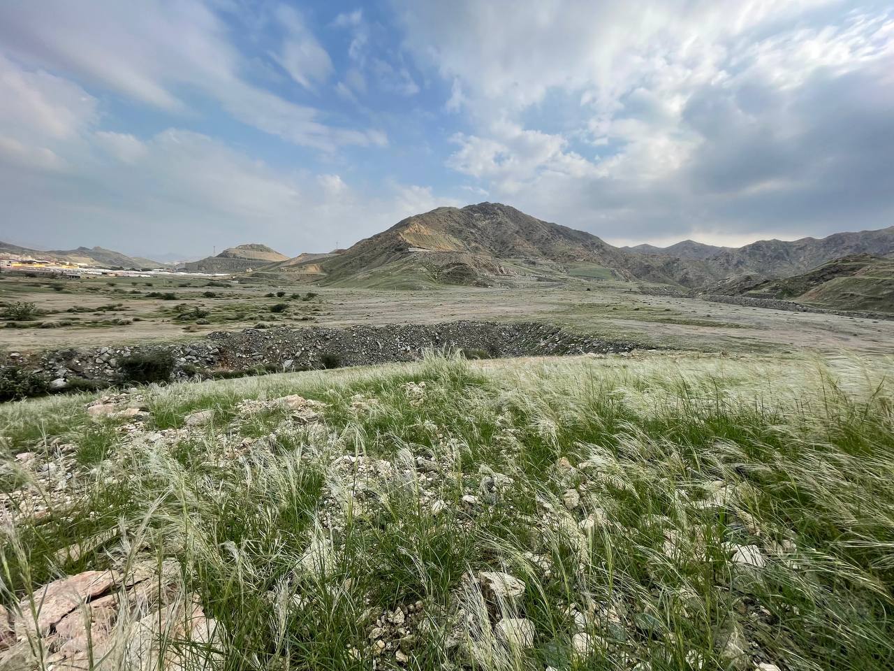 Mekka: Vegetacija "oživjela" nakon obilnih padavina