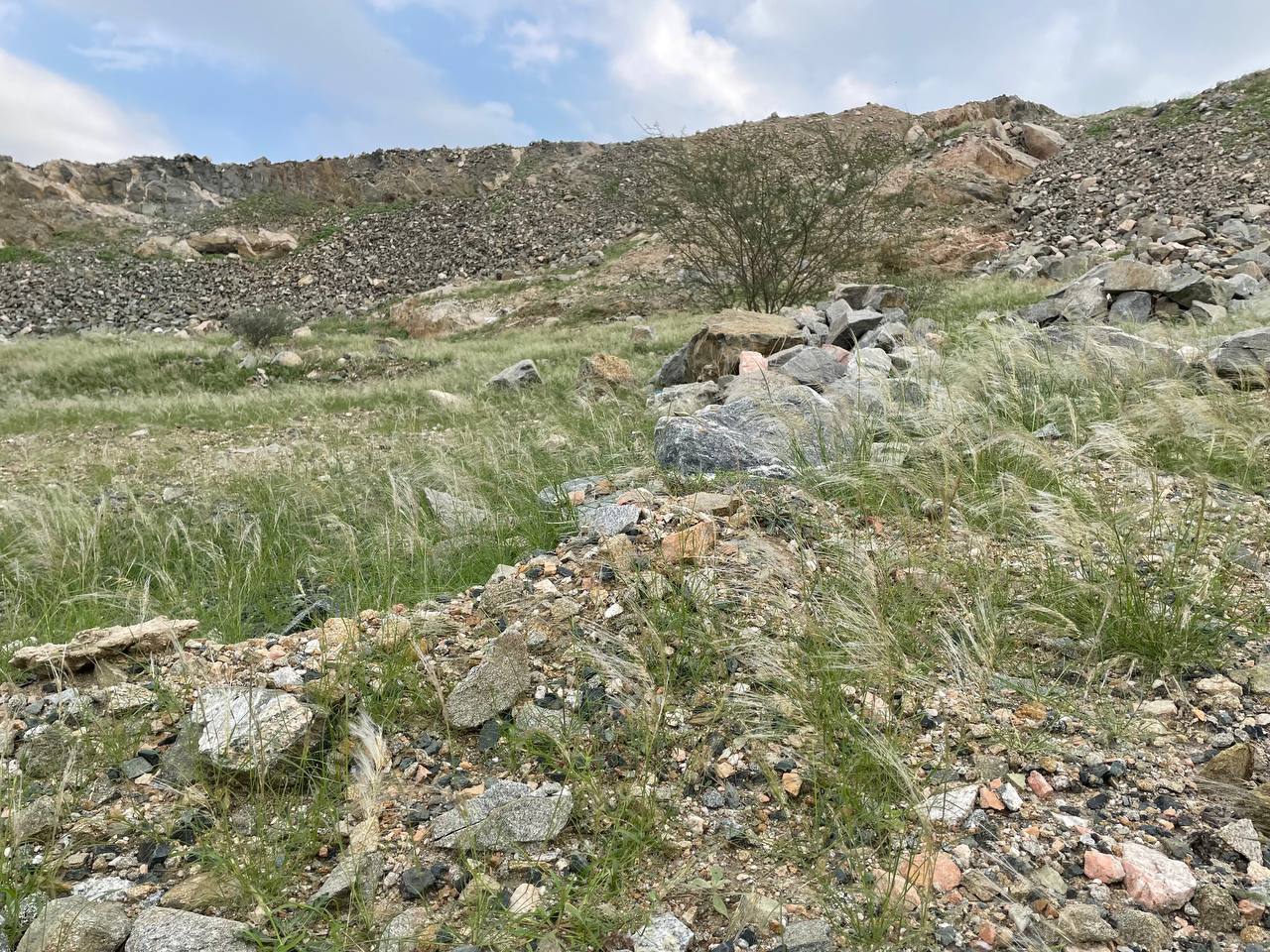 Mekka: Vegetacija "oživjela" nakon obilnih padavina