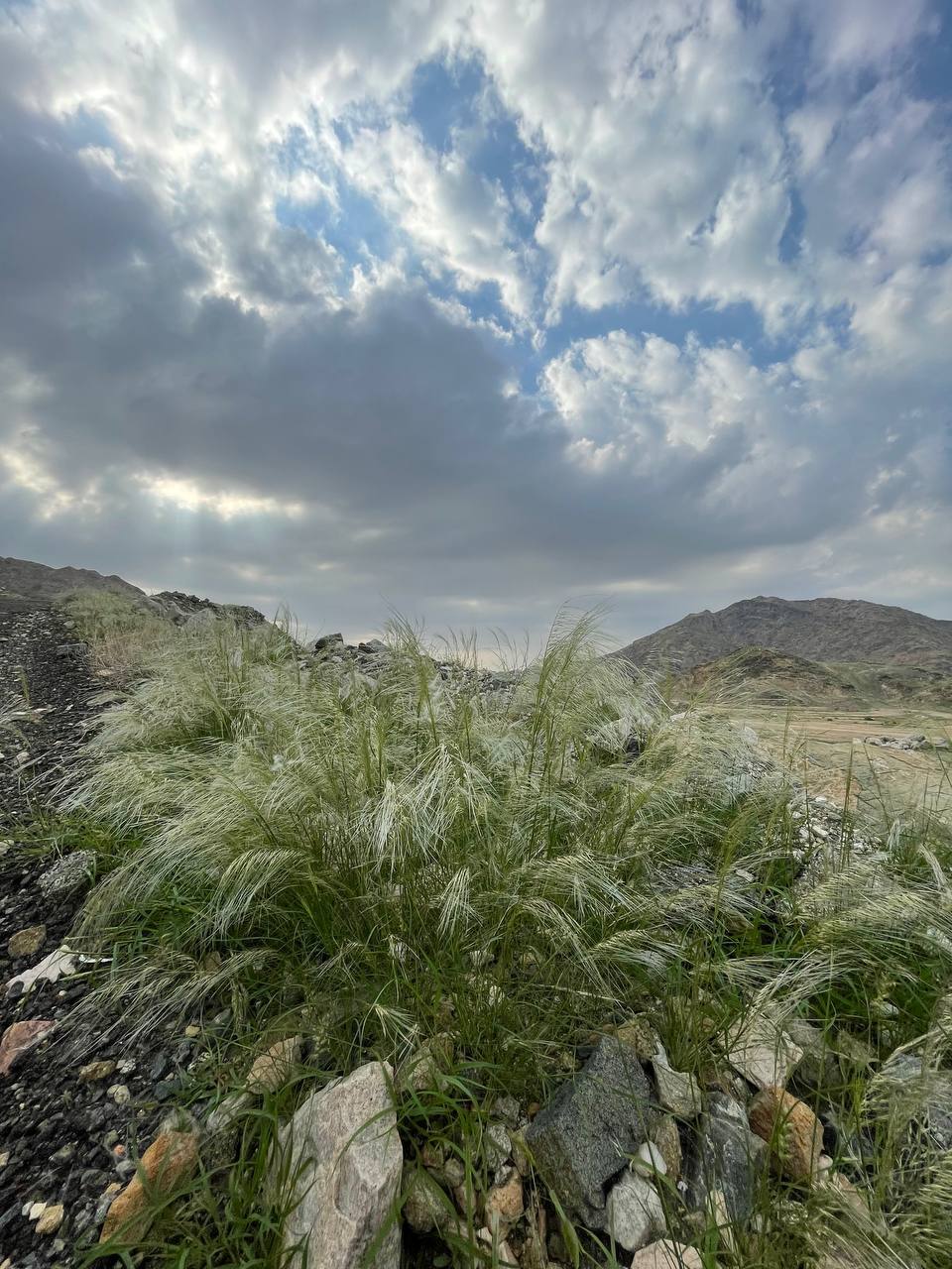 Mekka: Vegetacija "oživjela" nakon obilnih padavina