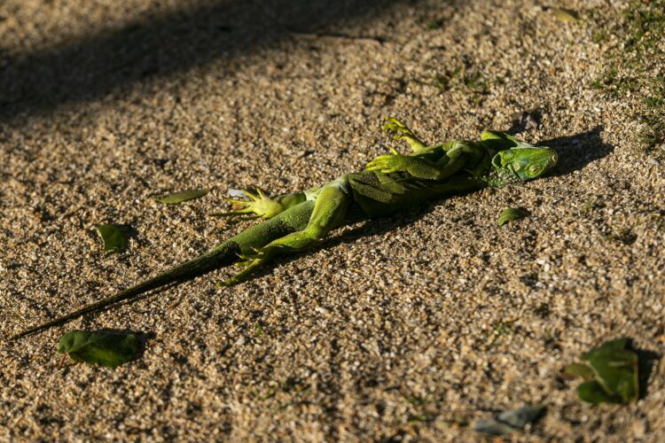 Exchange Cold Iguanas