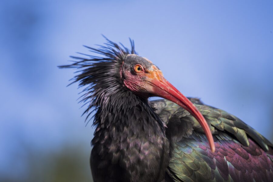Northern,Bald,Ibis,(geronticus,Eremita),Spotted,Outdoors