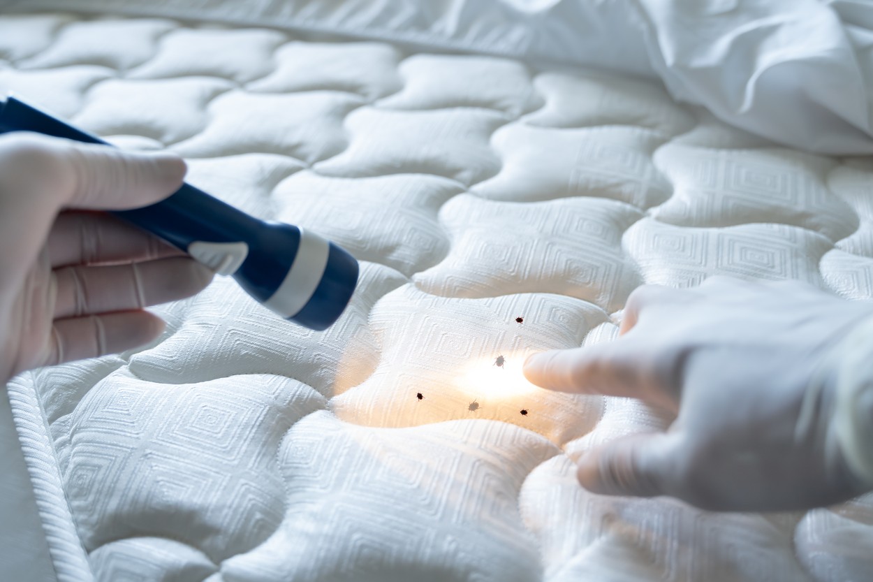 Bed Bug Infestation And Treatment Service