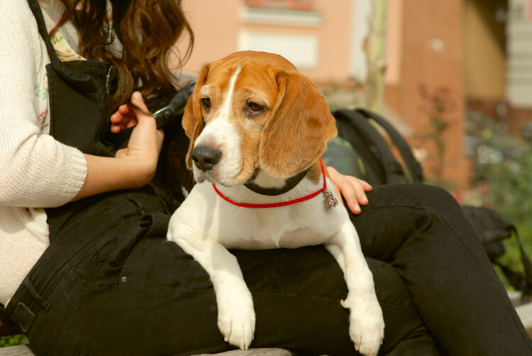 A,Small,Biggle,Dog,With,Floppy,Red,Ears,And,Brown
