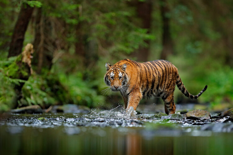 Amur,Tiger,Walking,In,The,Water.,Dangerous,Animal,,Taiga,,Russia.