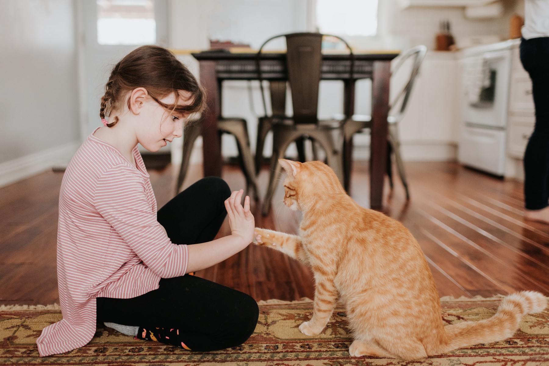 Girl playing with cat at home