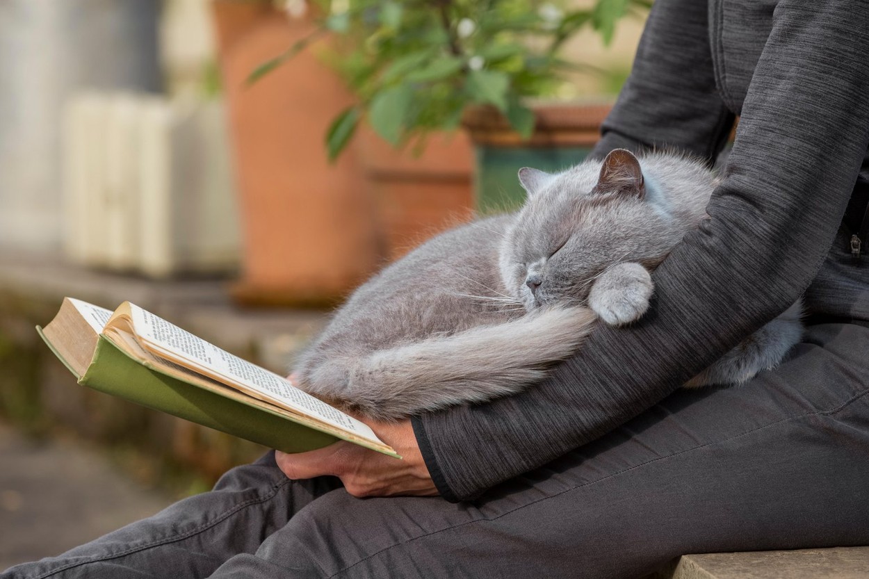 A woman reading a book with a grey cat asleep on her lap.