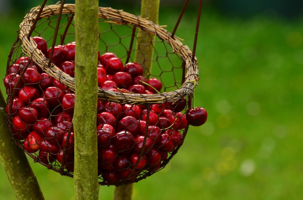 1675944280-cherries-g0703a1226_1920-1024x678.jpg