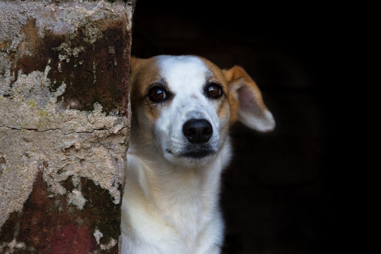 portrait mongrel stray dog on dark background