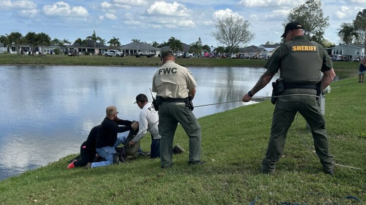 US-ALLIGATOR-ENVIRONMENT