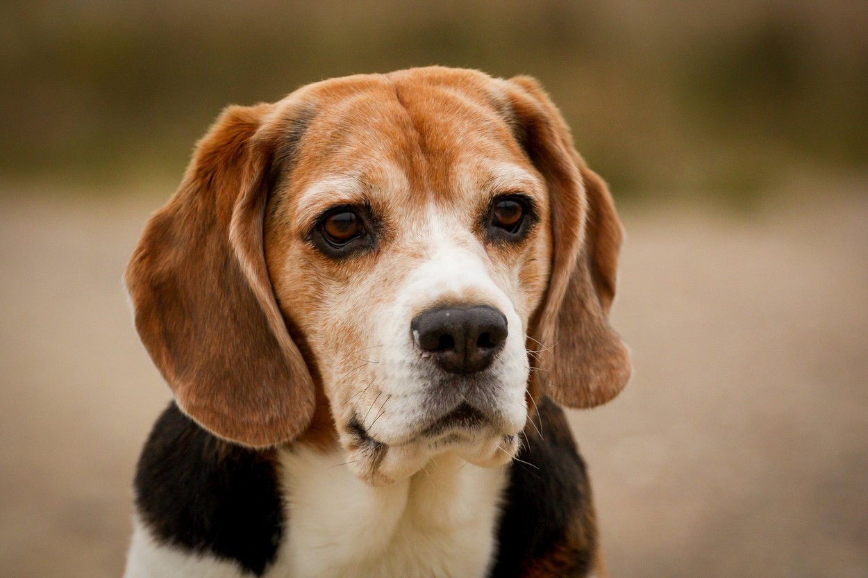 Beagle Portrait
