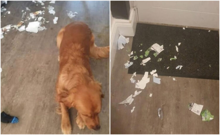 1677099692-pas-pojeo-kartu-finale-liga-kup-750x461