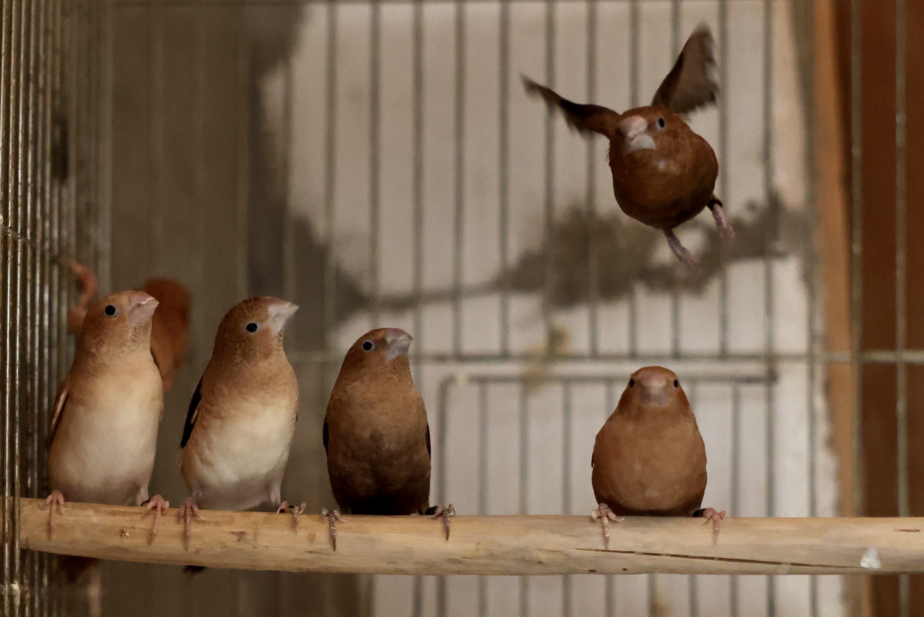 Hamza Omerašević-dječak sa pticama-ptice