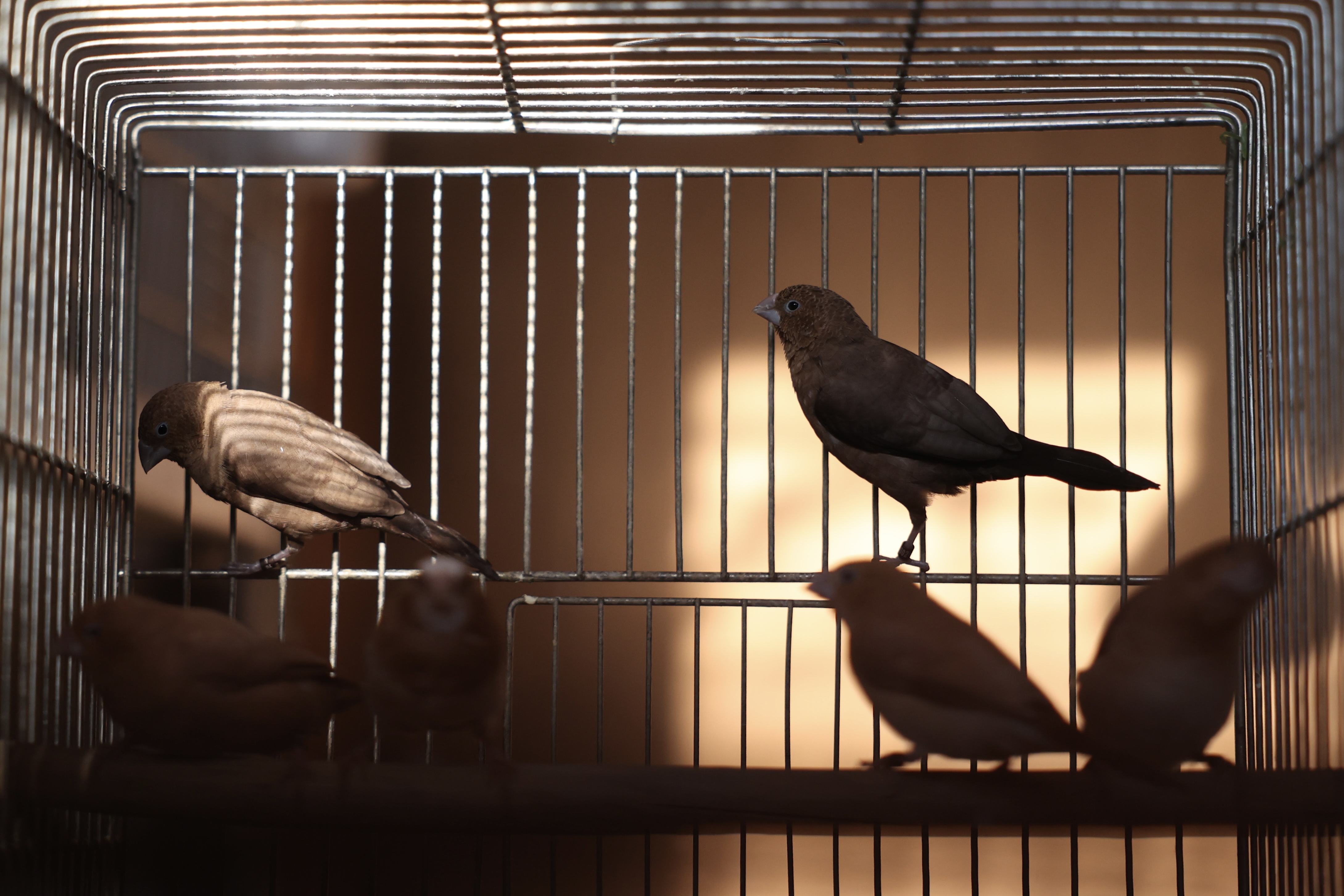 Hamza Omerašević-dječak sa pticama-ptice