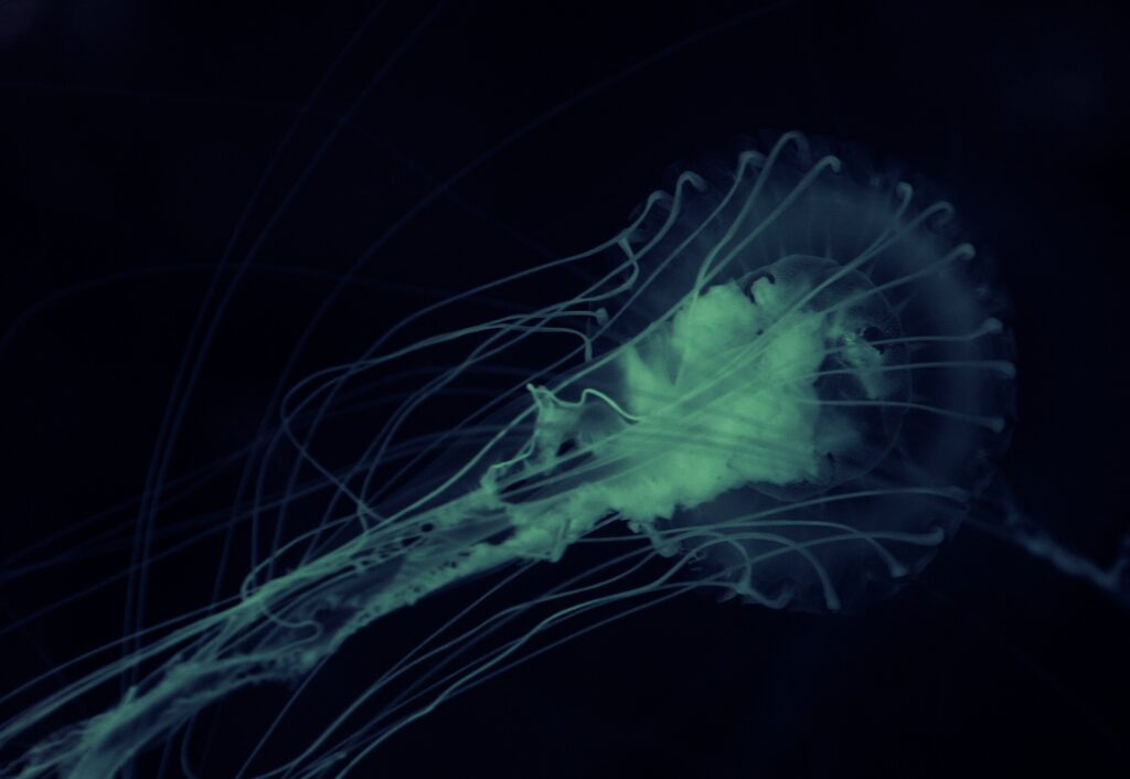 1677826962-amoeba-g872756204_1920-1024x706