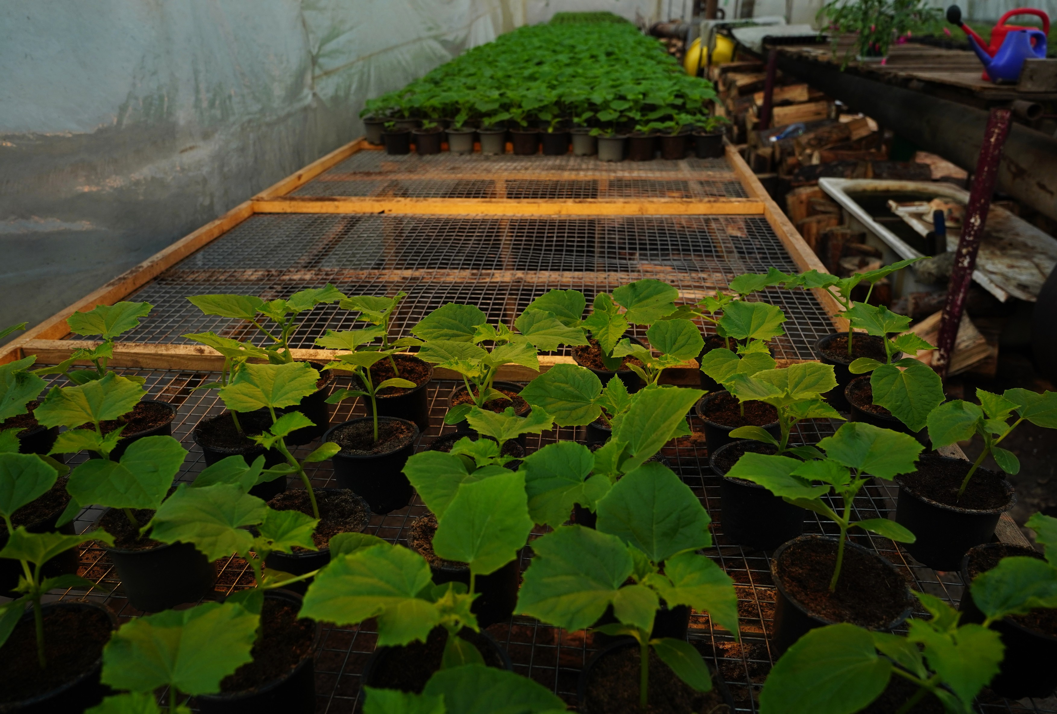 Russia Ukraine Military Operation Greenhouse