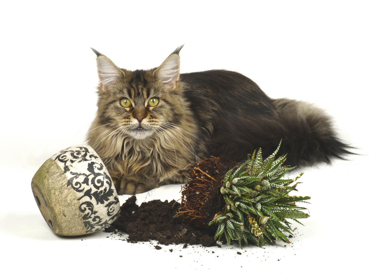 profimedia-0710084712