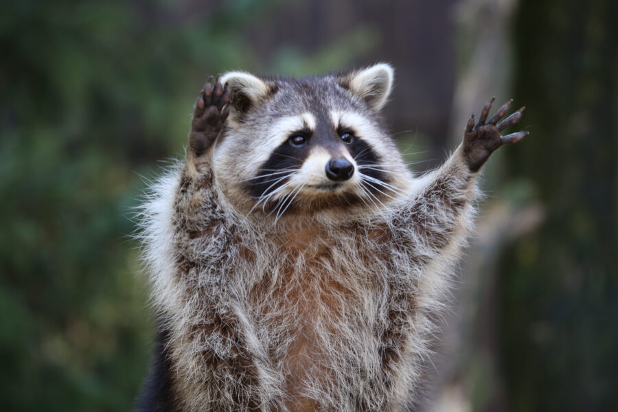 Funny,Portrait,Of,An,Racoon