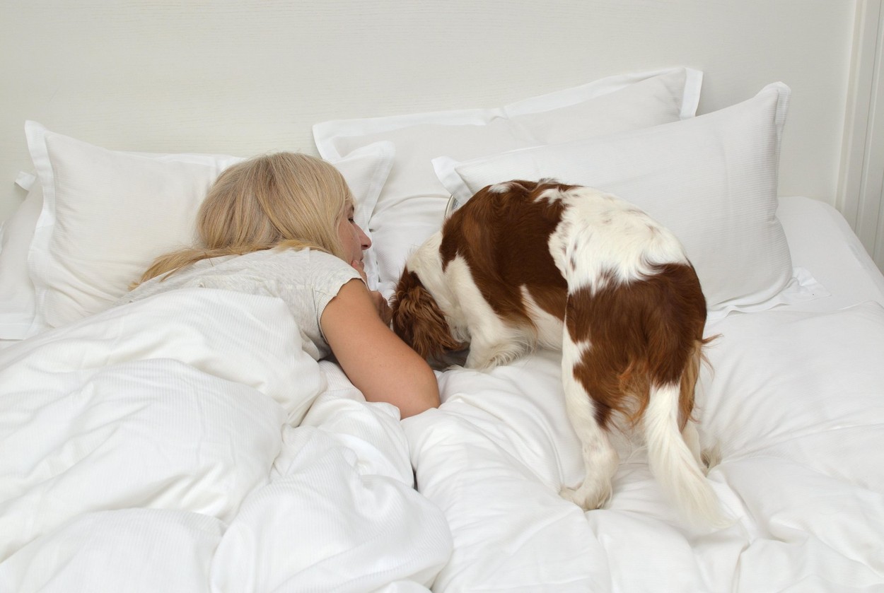 Lovely dog, Cavalier King Charles Spaniel, waking up her best friend, blonde woman