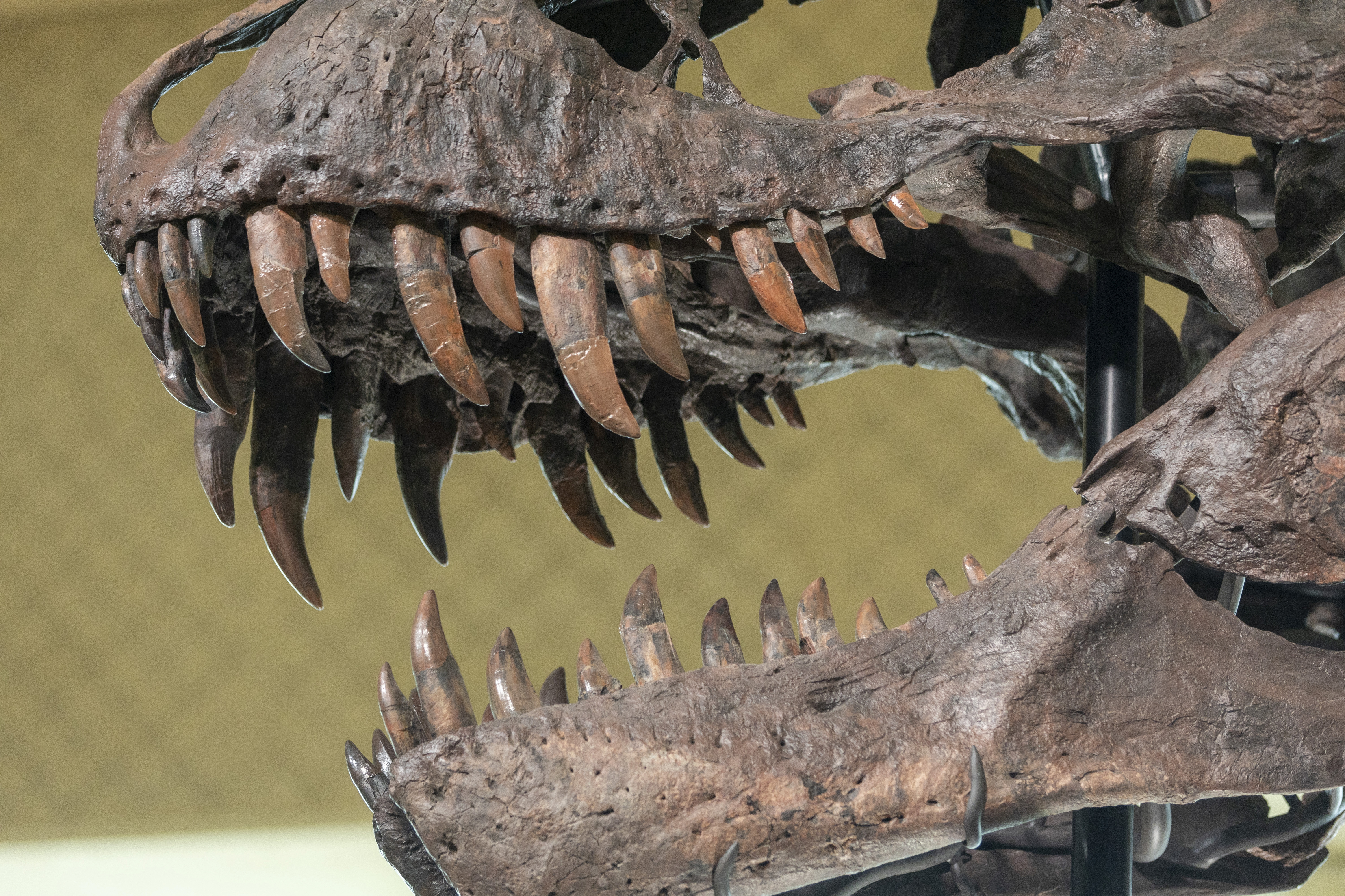 67-million-year-old T-rex skeleton presented to media before auction in Zurich