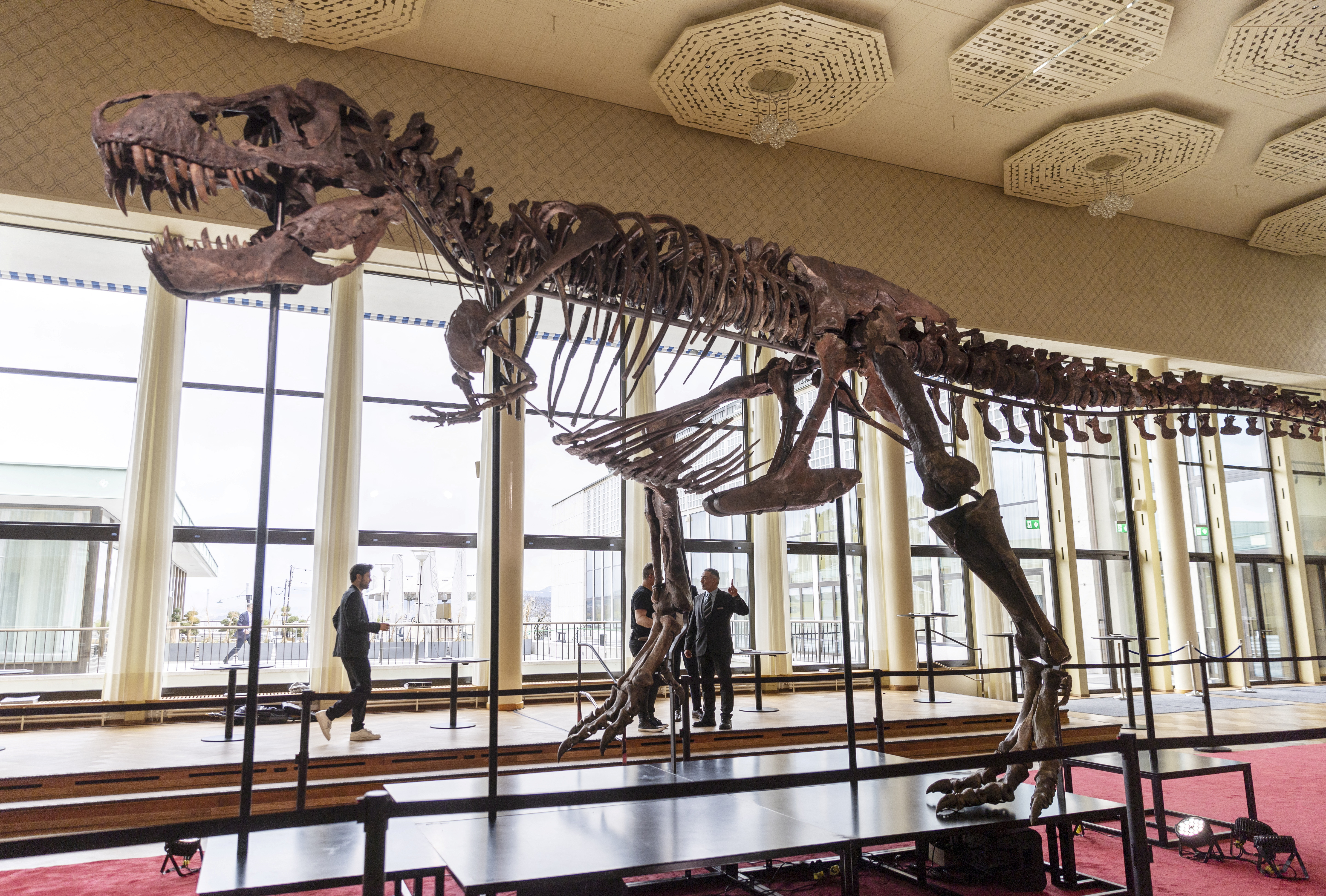 67-million-year-old T-rex skeleton presented to media before auction in Zurich