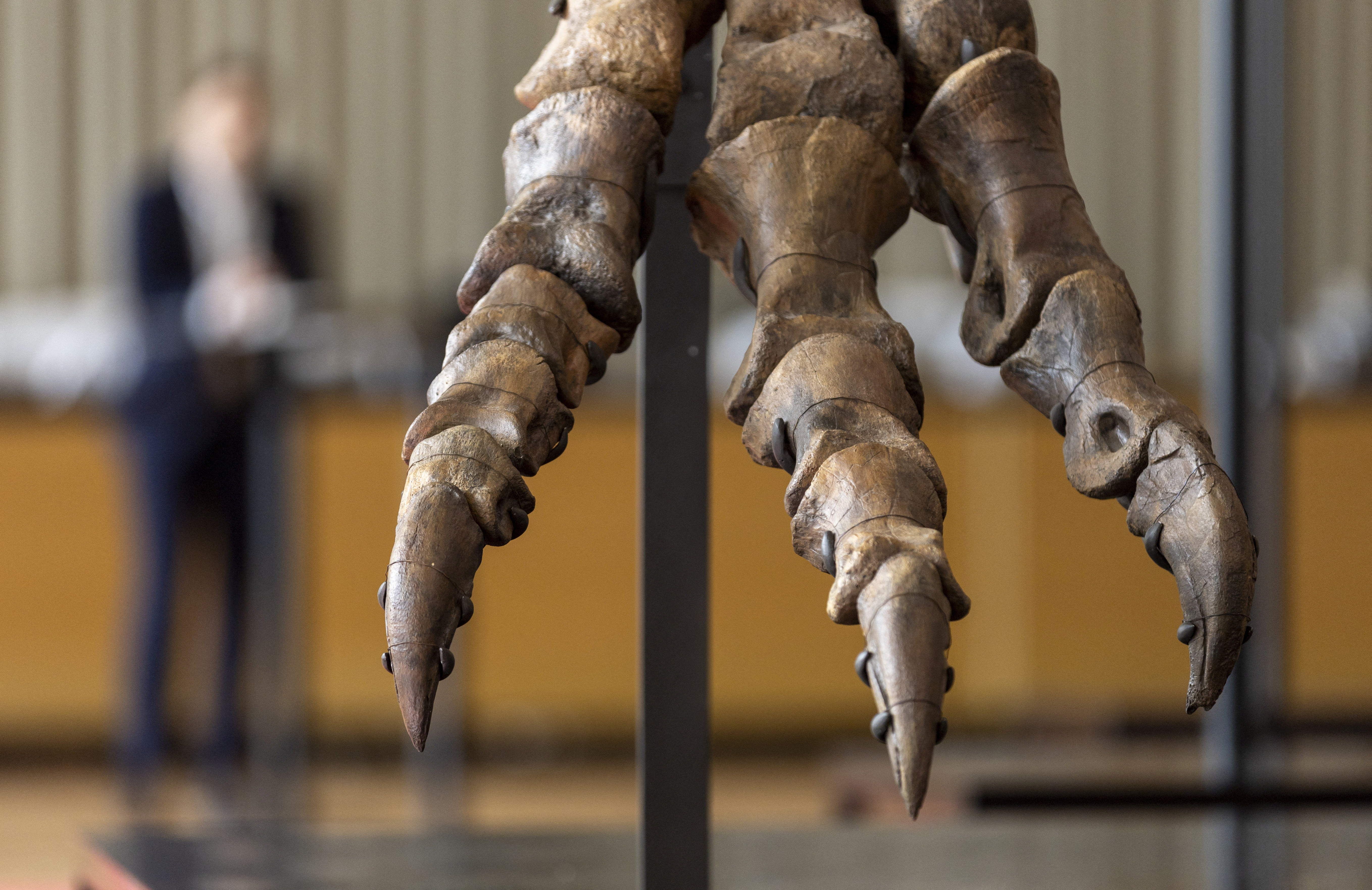 67-million-year-old T-rex skeleton presented to media before auction in Zurich
