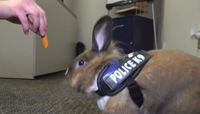 1680870360-policijski-zeka-768x438