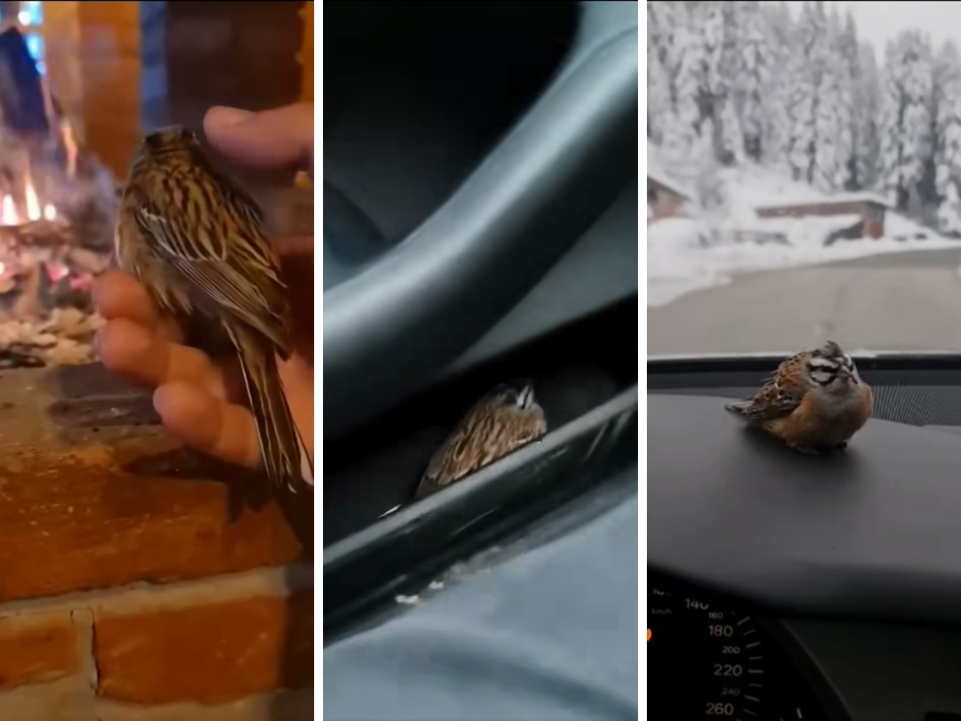 Untitled design (38)