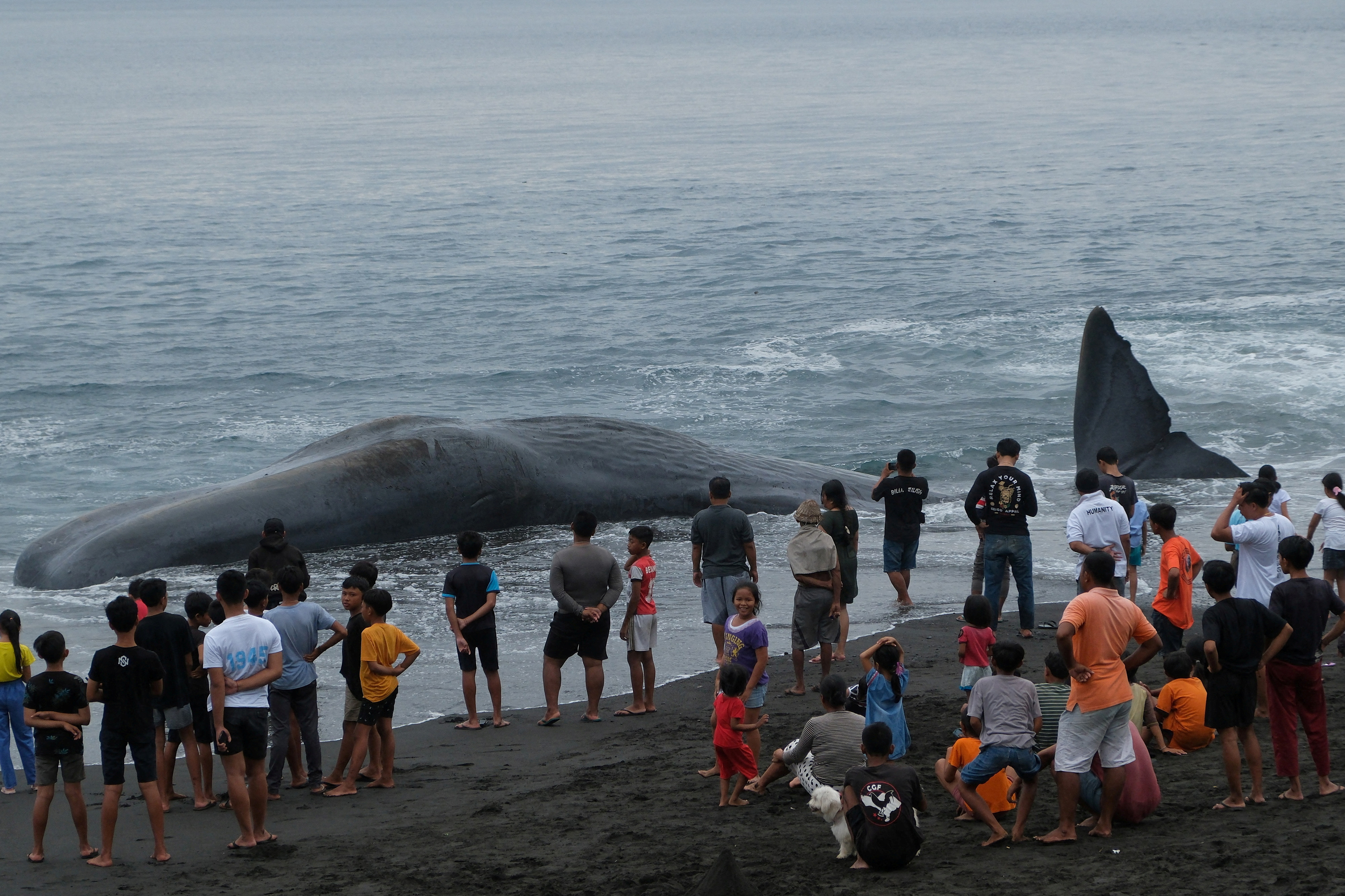 People stand near a dead sperm whale that washed up at Yeh Malet Beach