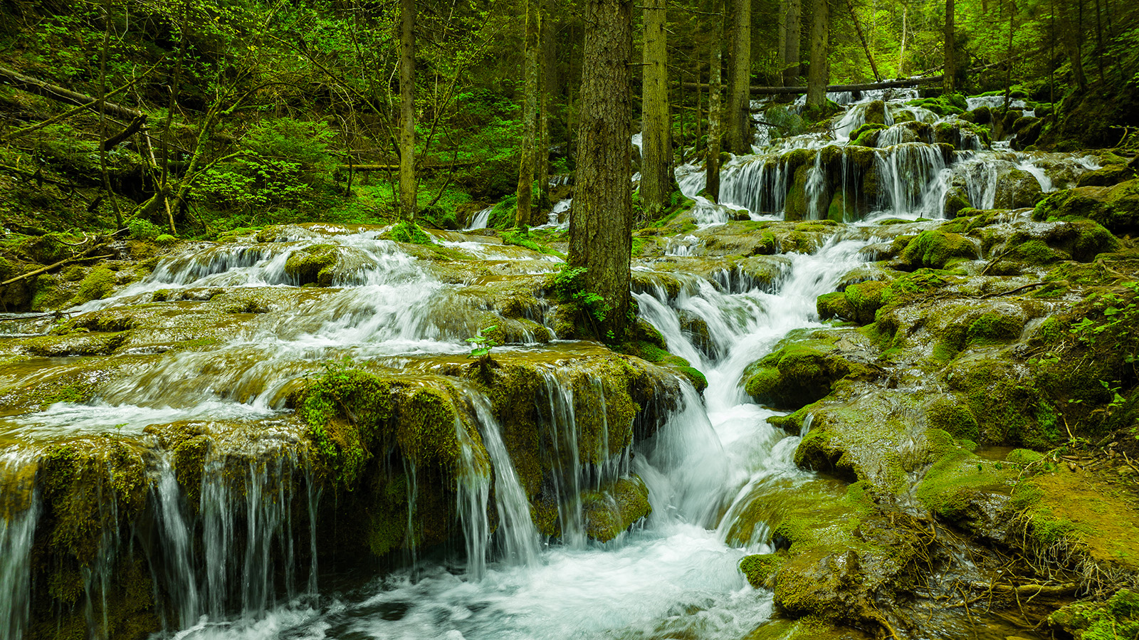 vrelo miljacke dronba