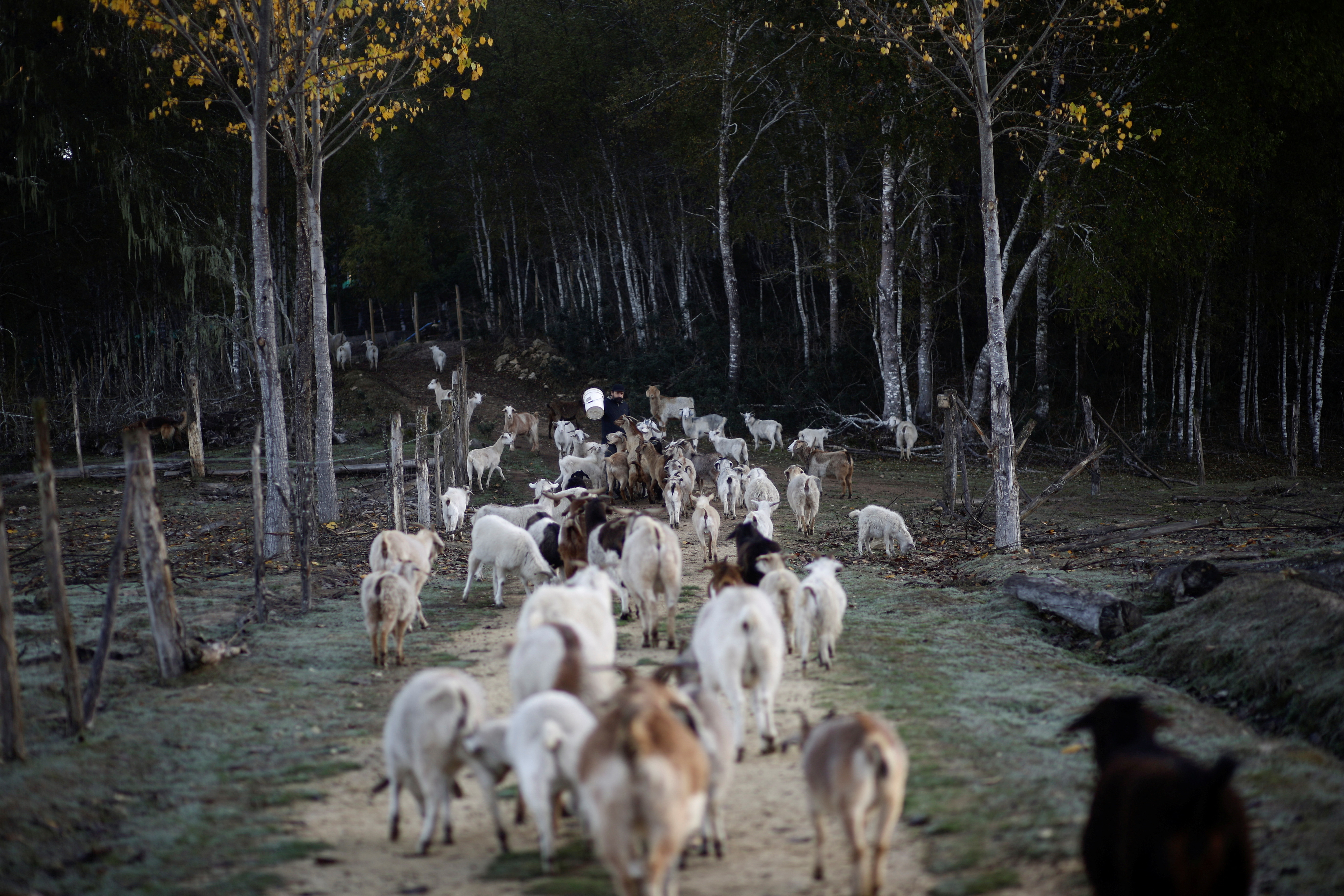 How Chile's firefighting goats saved a native forest from deadly fires