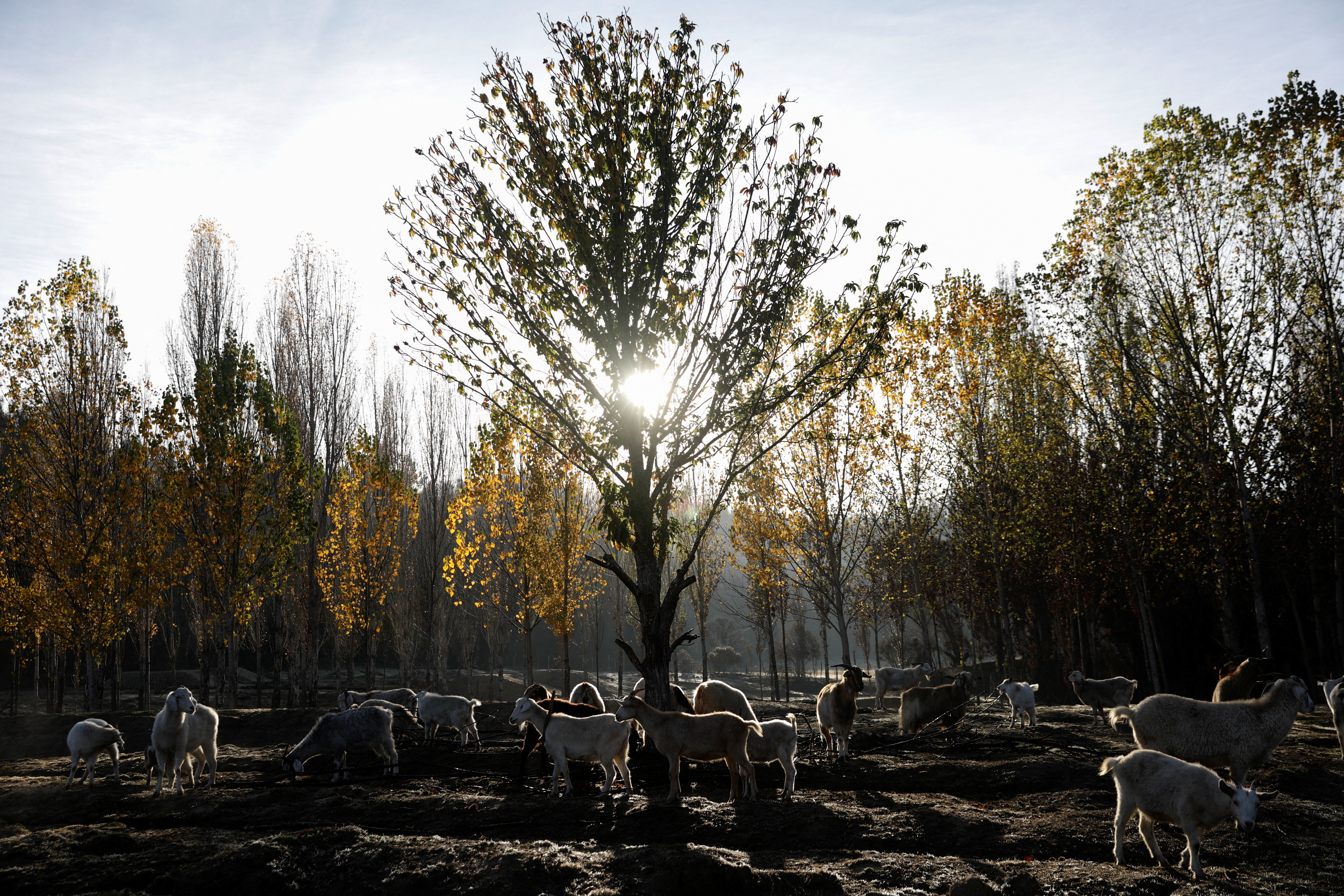 How Chile's firefighting goats saved a native forest from deadly fires