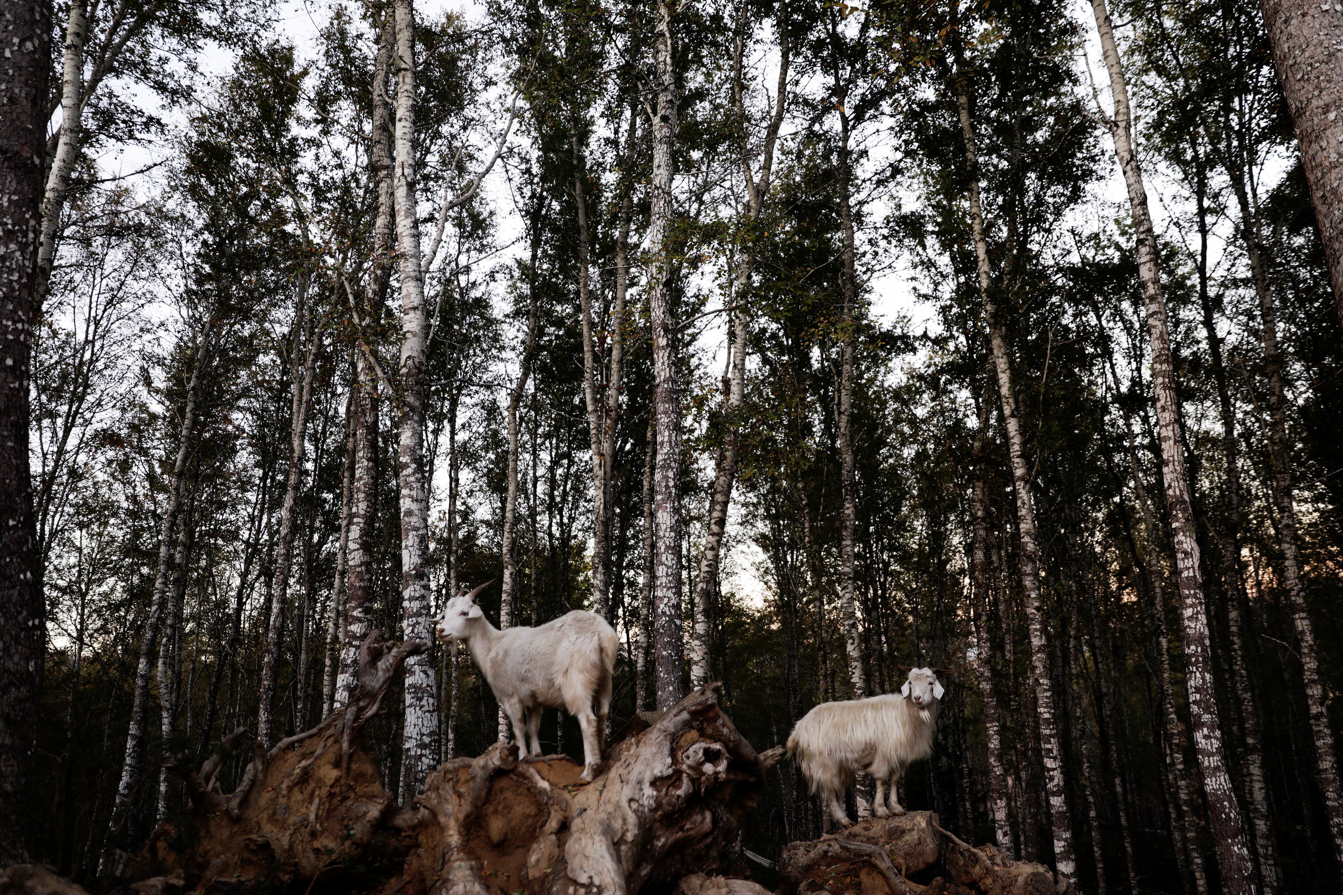 How Chile's firefighting goats saved a native forest from deadly fires
