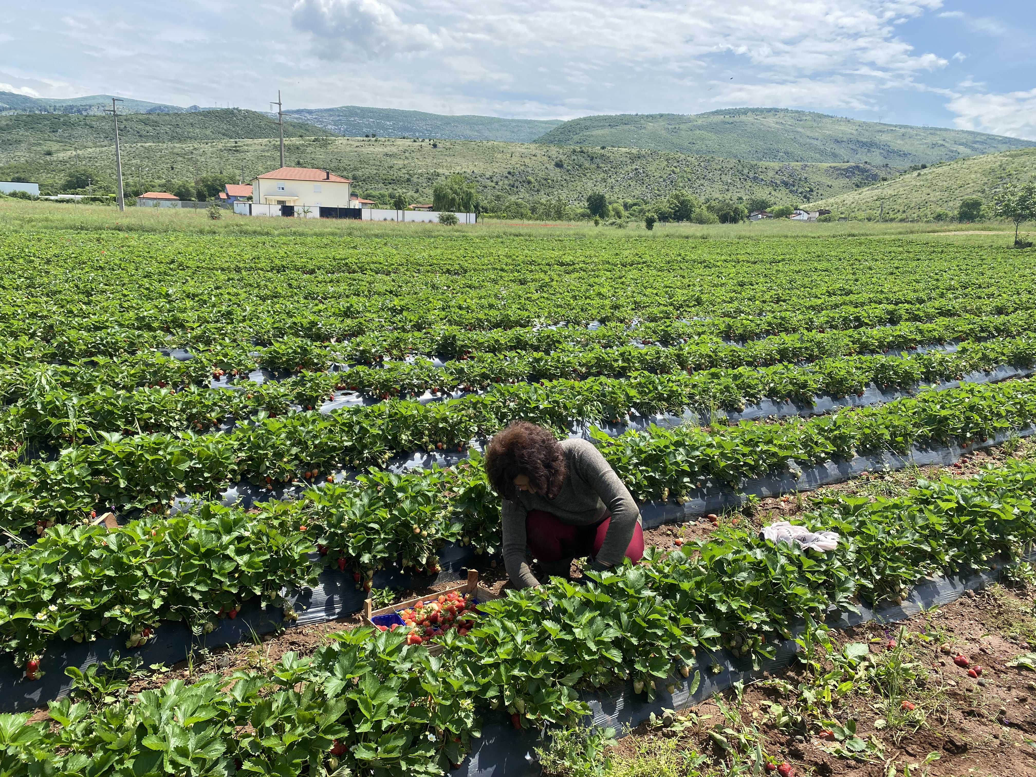 poljoprivrednici-image00005