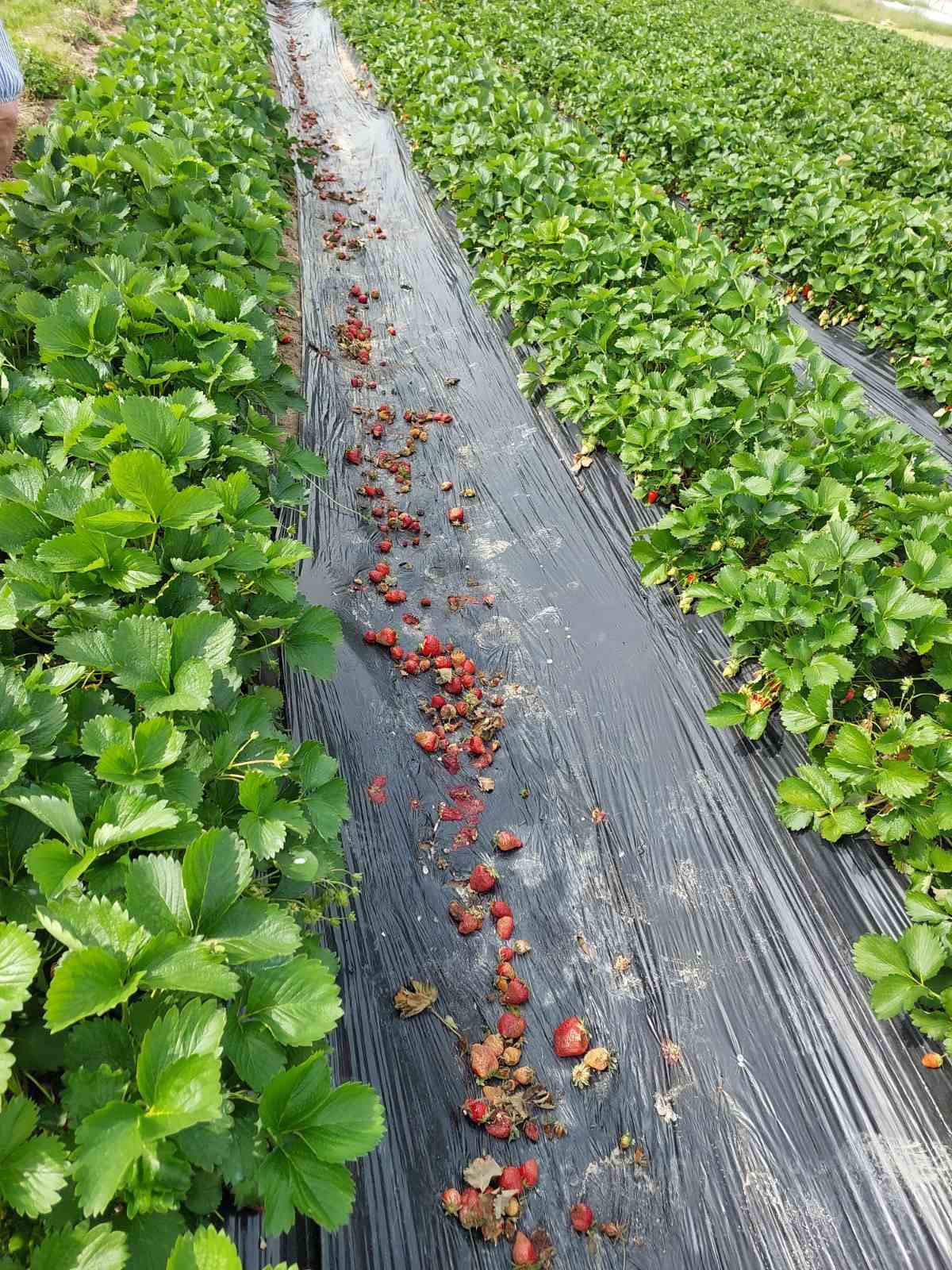 poljoprivrednici-image00006