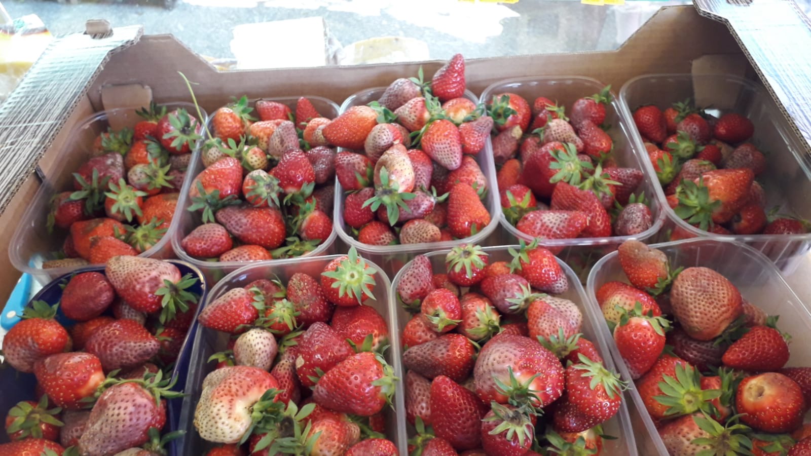 poljoprivrednici-image00007