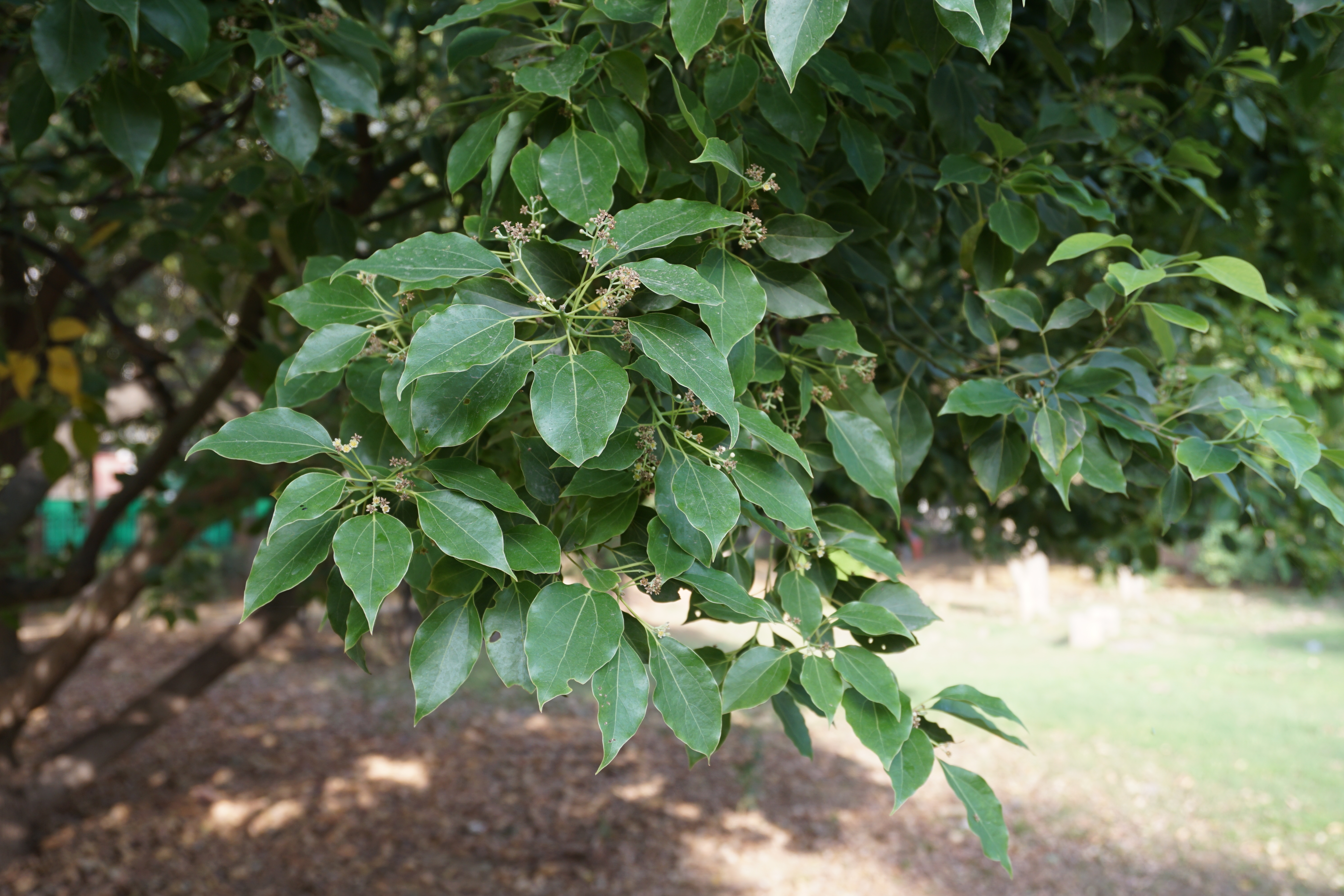 Scientific,Name,Ravensara,Aromatica,And,Common,Name,Madagascar,Clove,Tree