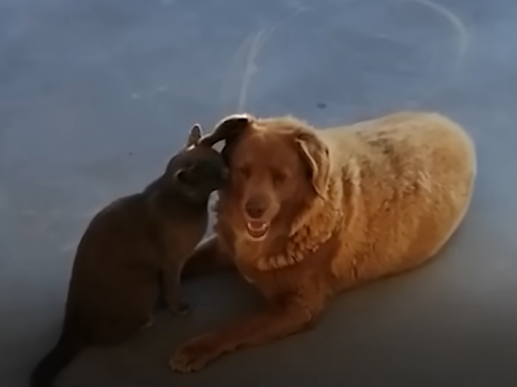 1684935536-Capture-750x562 (1)