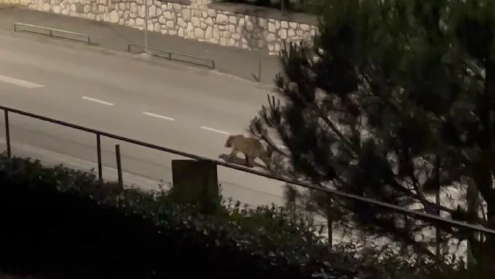 62557589-medvjed-na-setnici