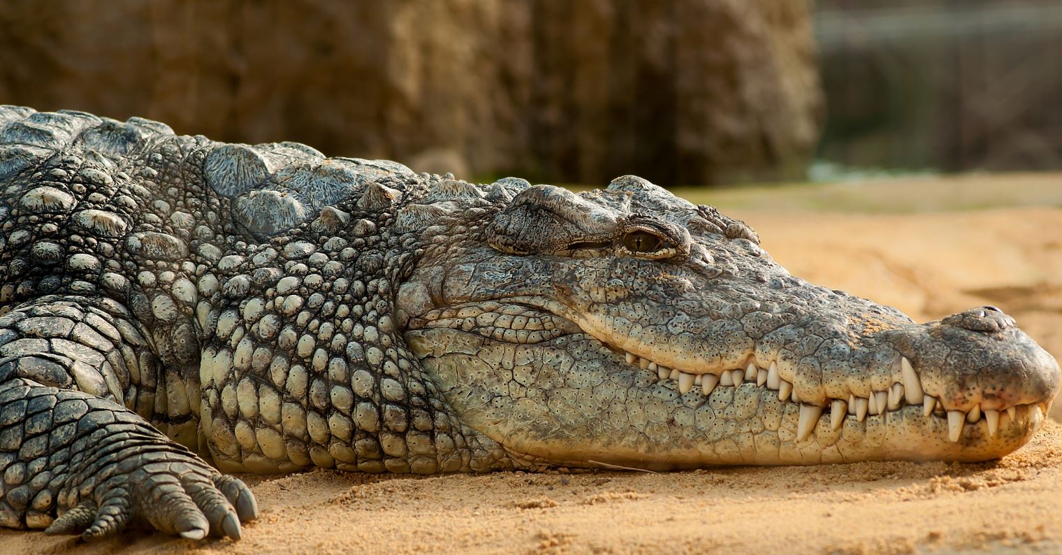 krokodil