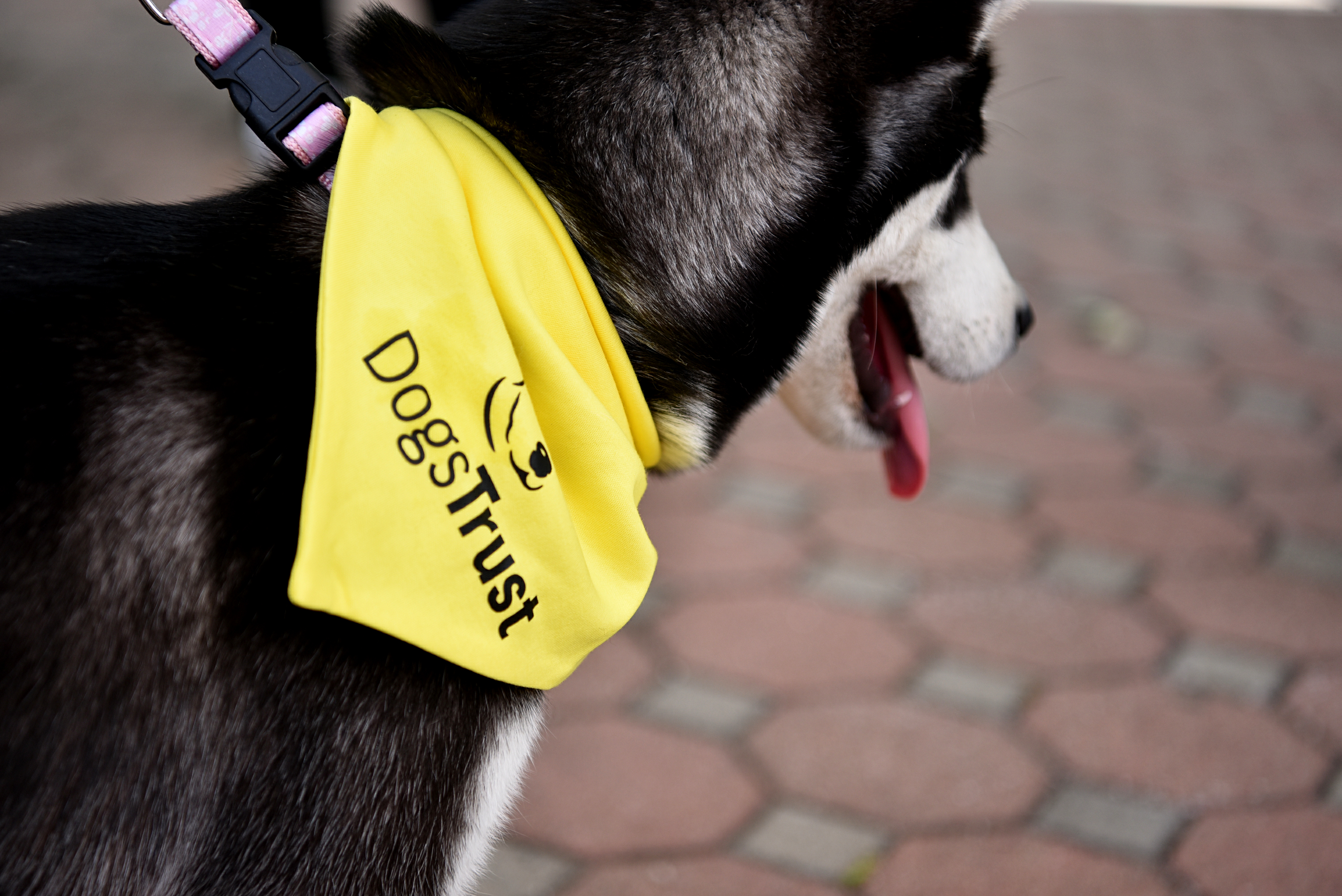 Dogs Trust