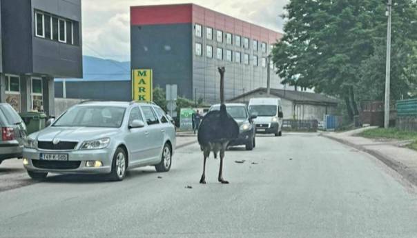 video-noj-prosetao-ulicama-jednog-bh-grada-noj_648730f86520e