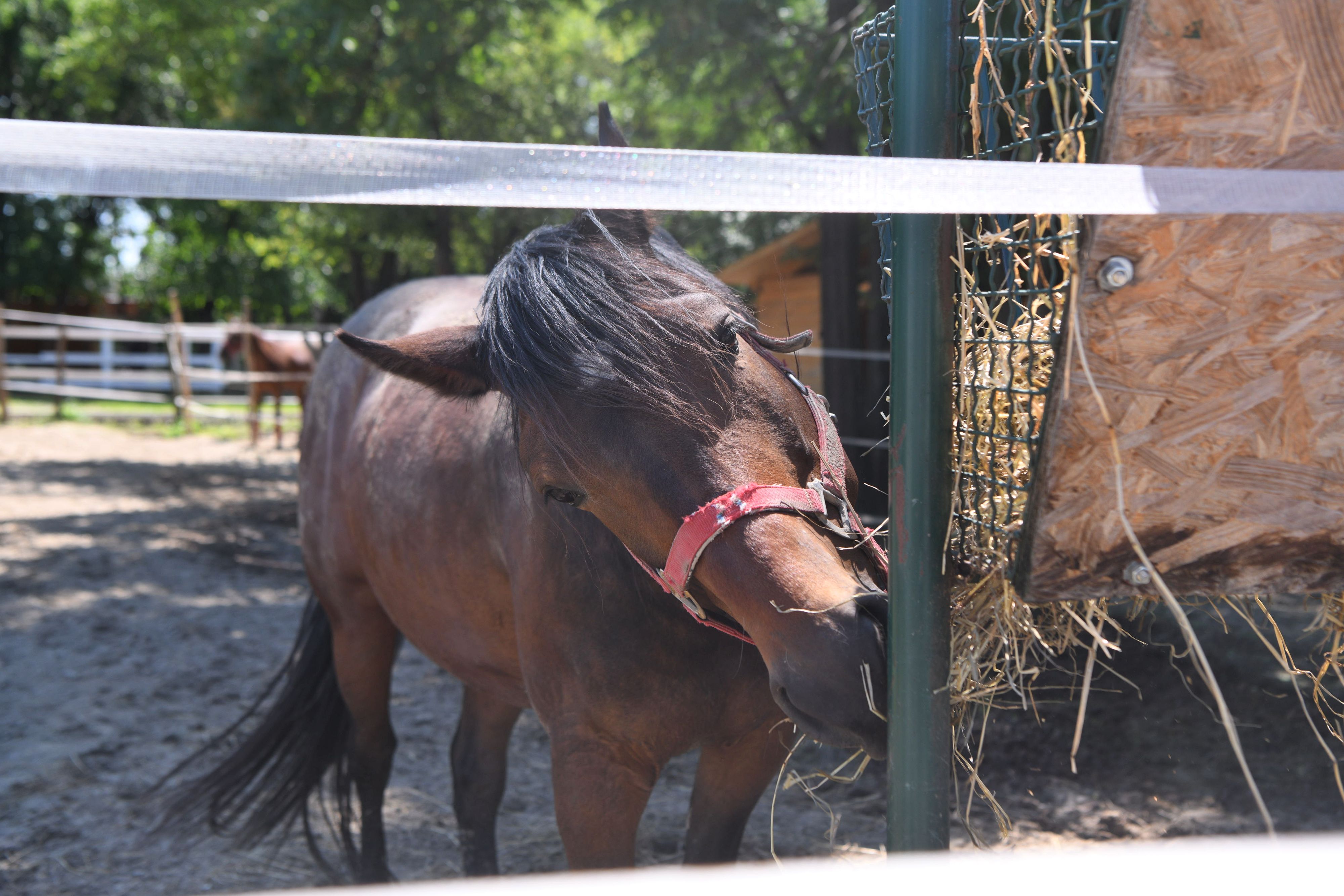 Filip Krainčanić/Nova.rs