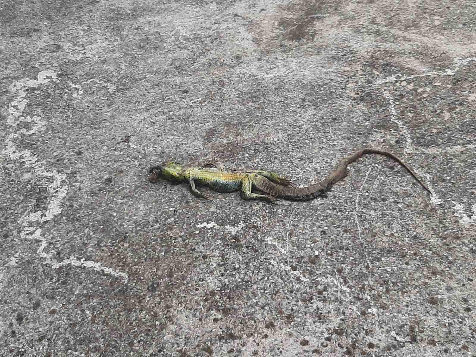 Medžlis IZ Čapljina: Učestali vandalski nasrtaji na vjerski objekat i privatne kuće Bošnjaka u Šurmancima