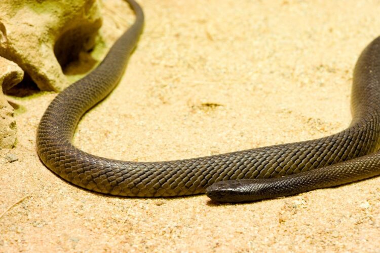 Inland taipan Oxyuranus microlepidotus