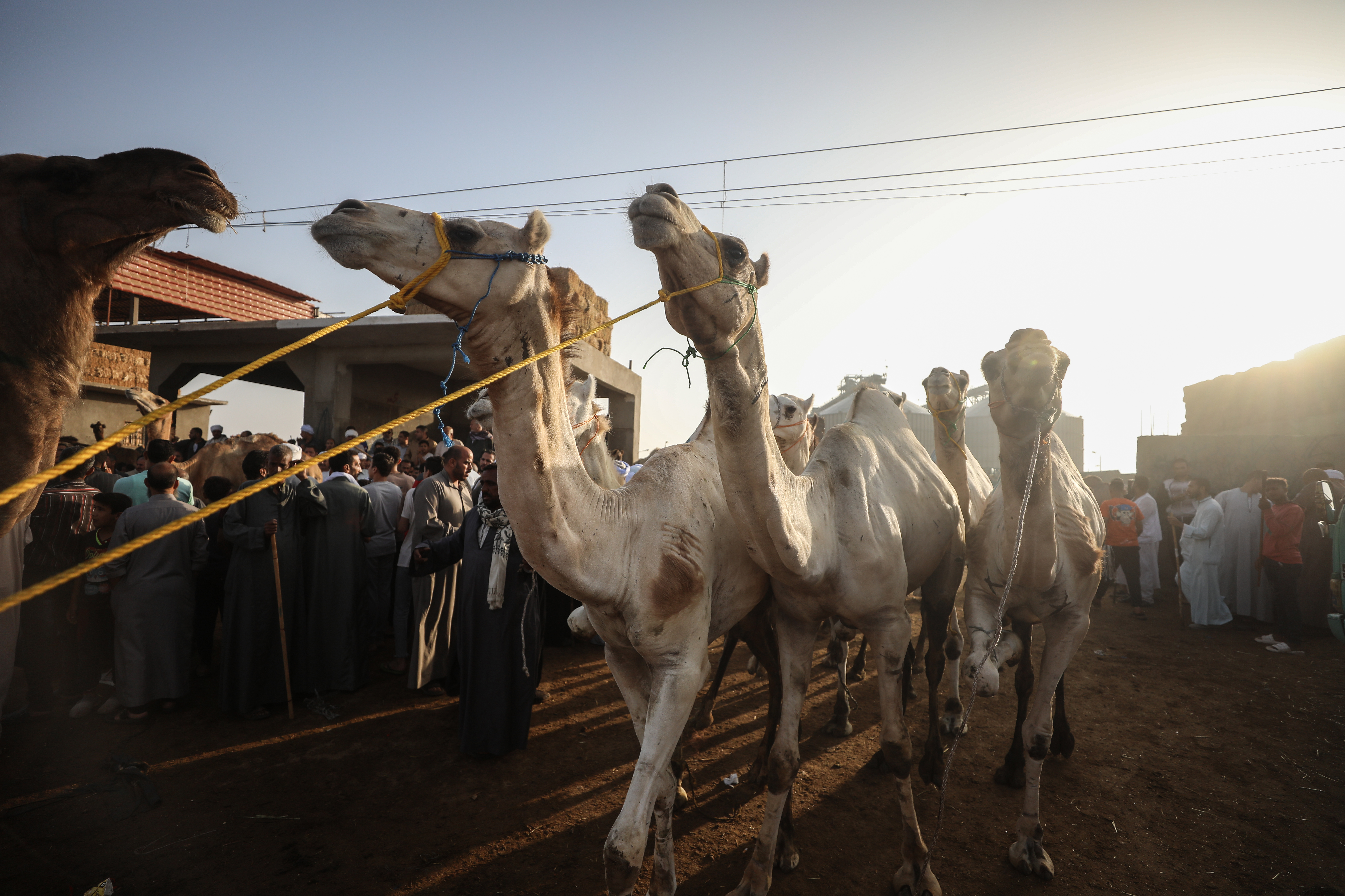 Anadolija/Mohamed Elshahed