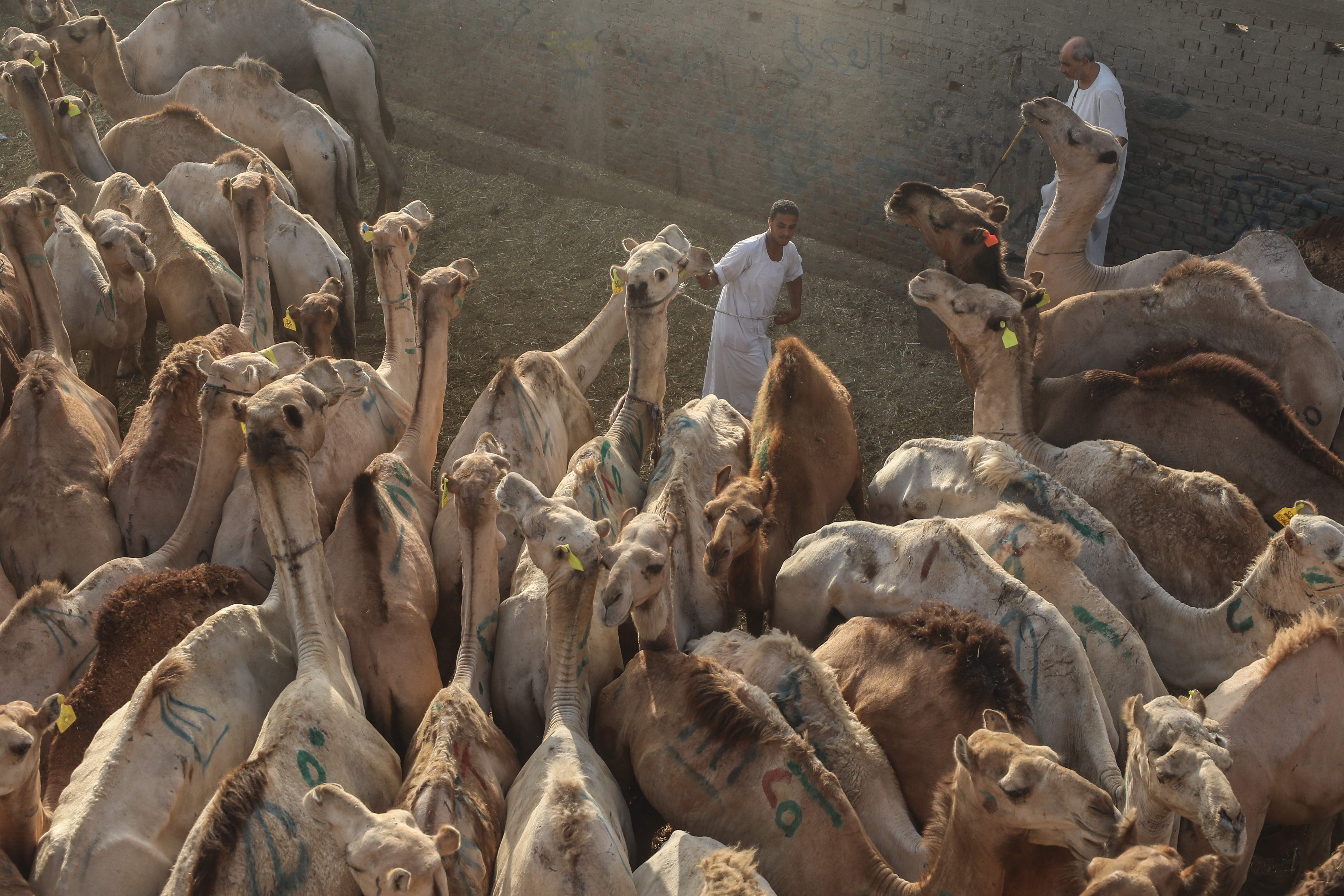 Anadolija/Mohamed Elshahed