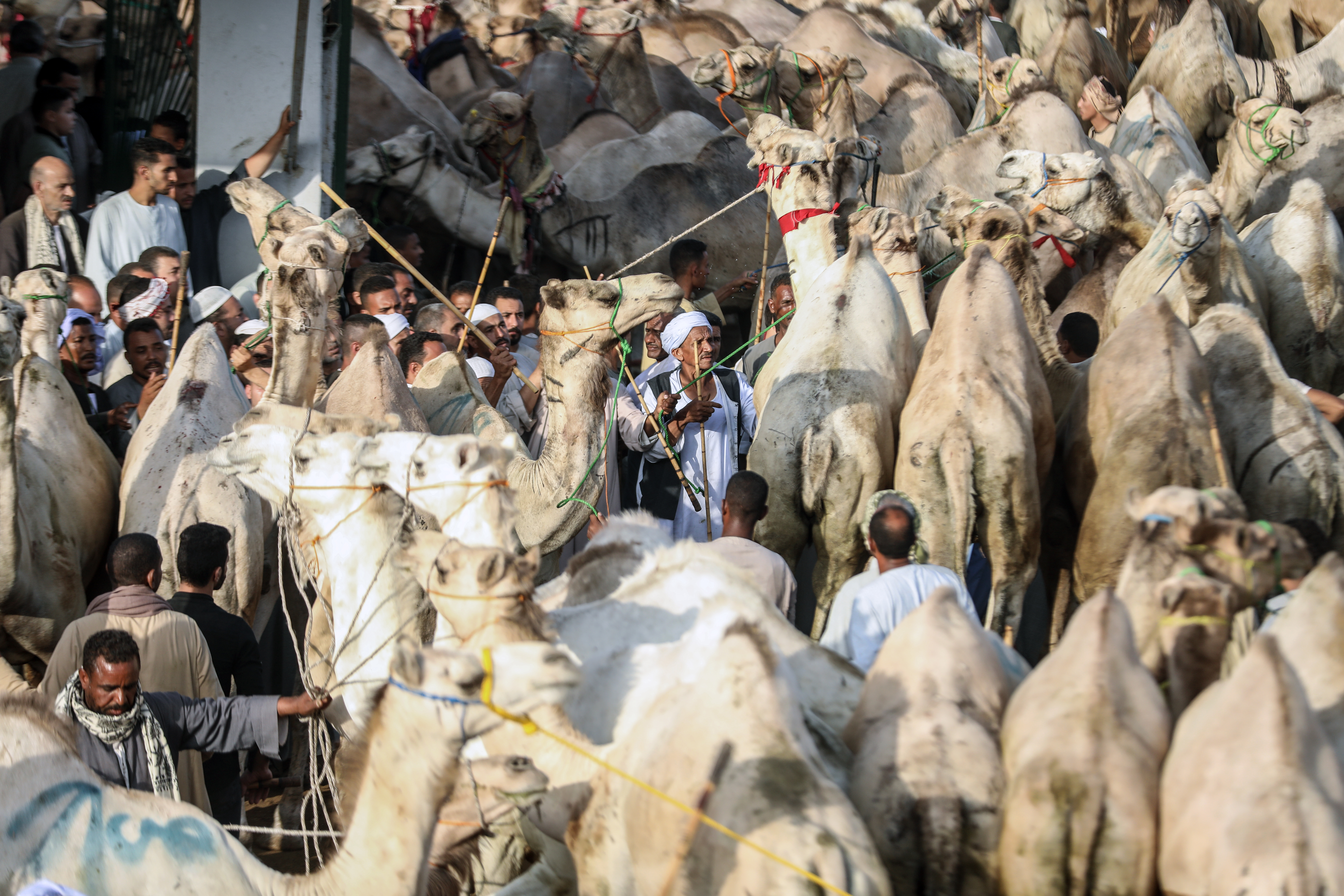 Anadolija/Mohamed Elshahed