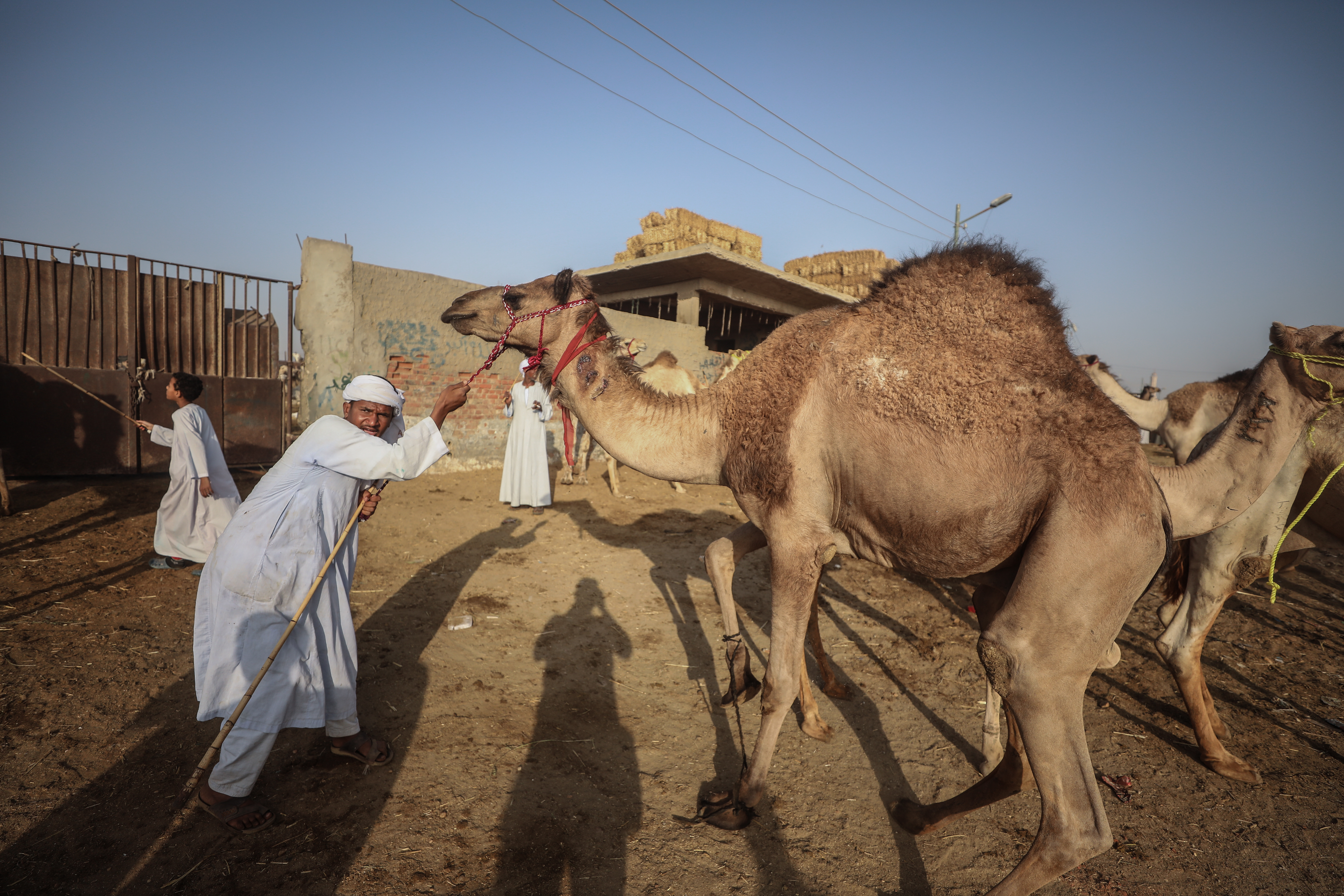 Eid al-Adha preparations in Egypt